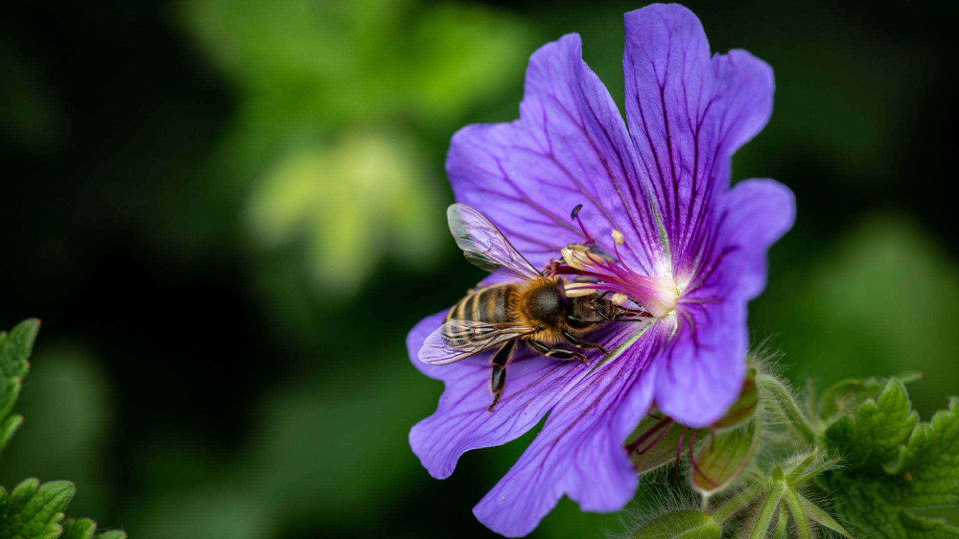 33 Easy-To-Grow Native Wildflowers That Will Attract Pollinators To Your Garden