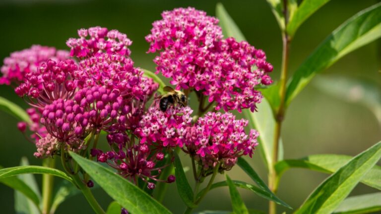 milkweed flowers with bee