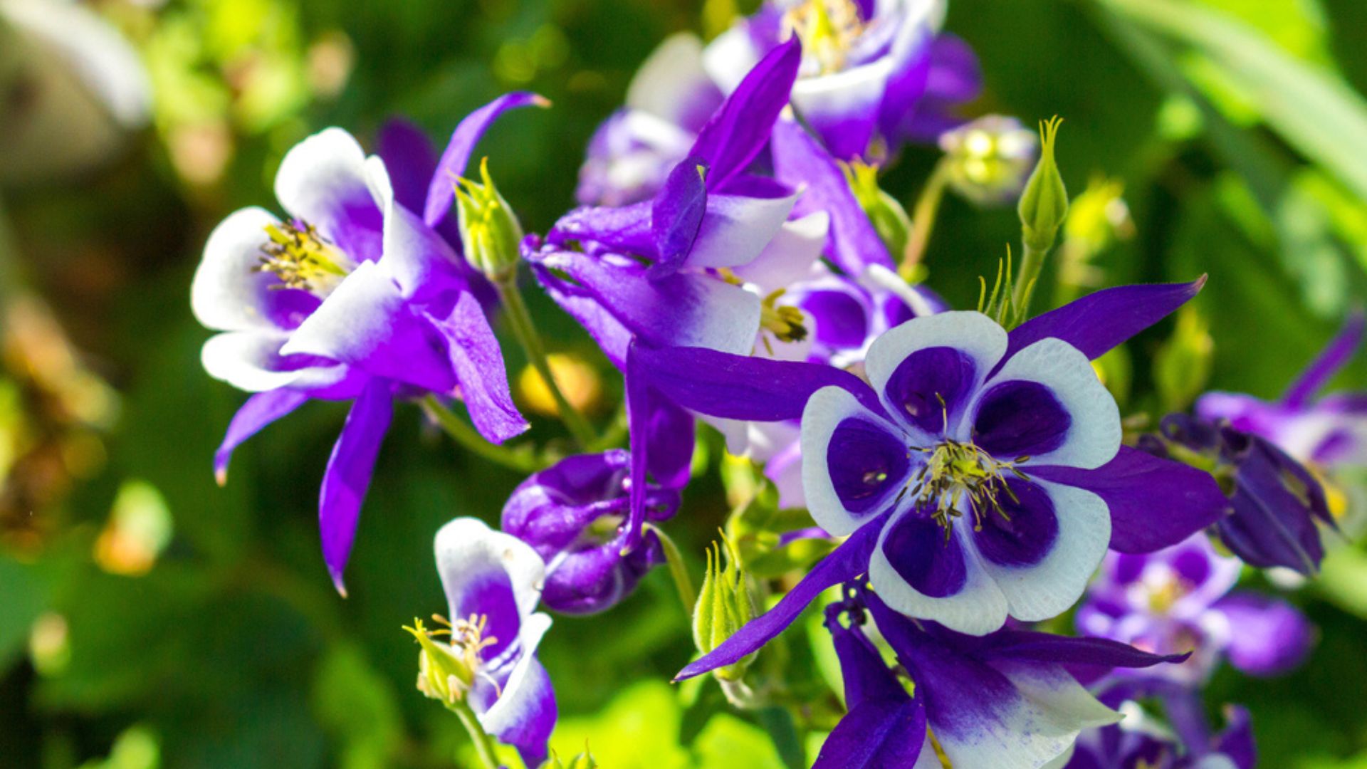 33 Perennial Flowers That Pop Up Every Blooming Season