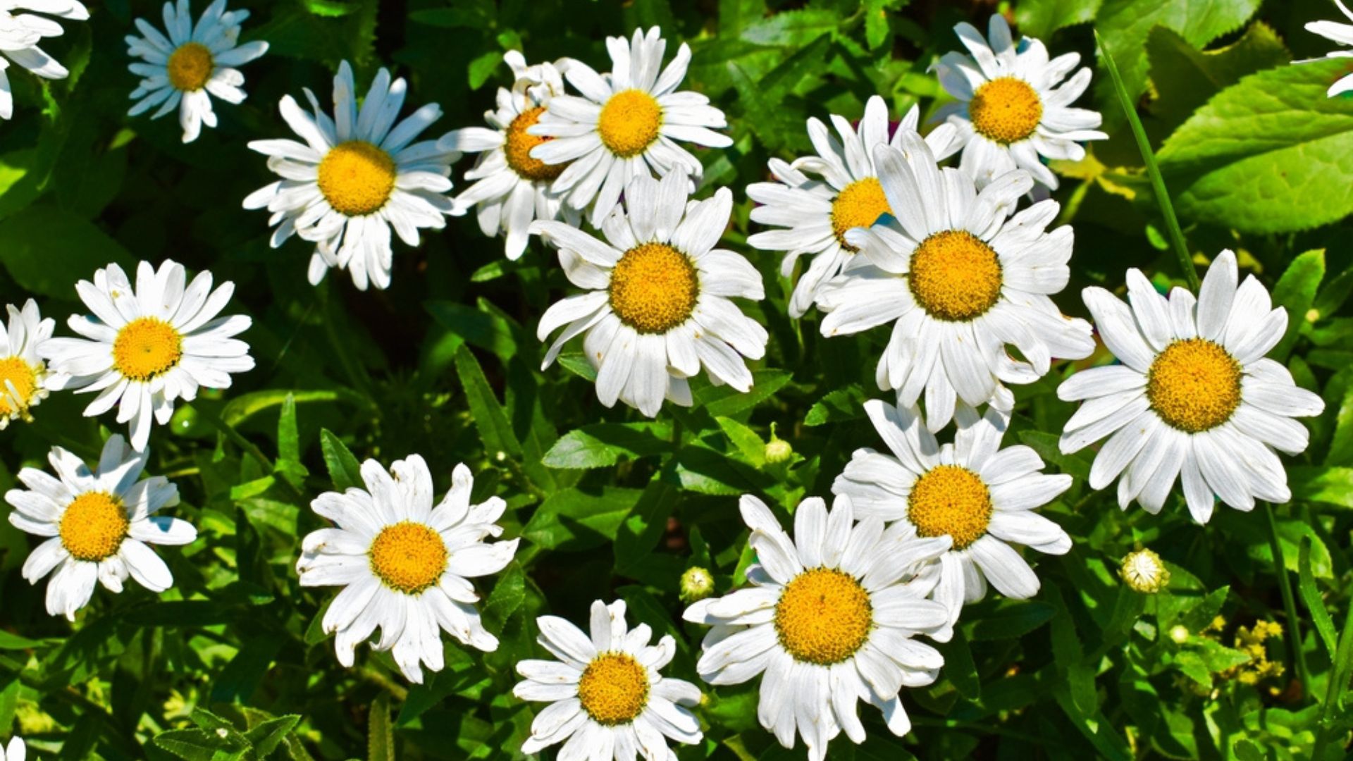 shashta daisy flowers