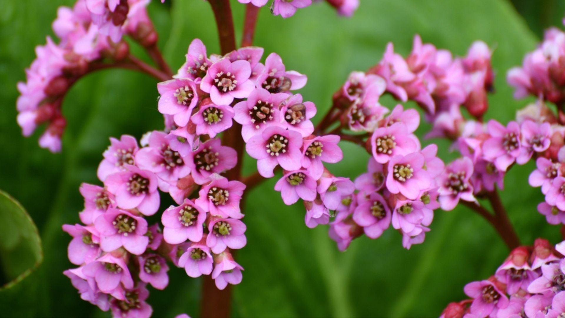 33 Perennials That Bloom In The Shade