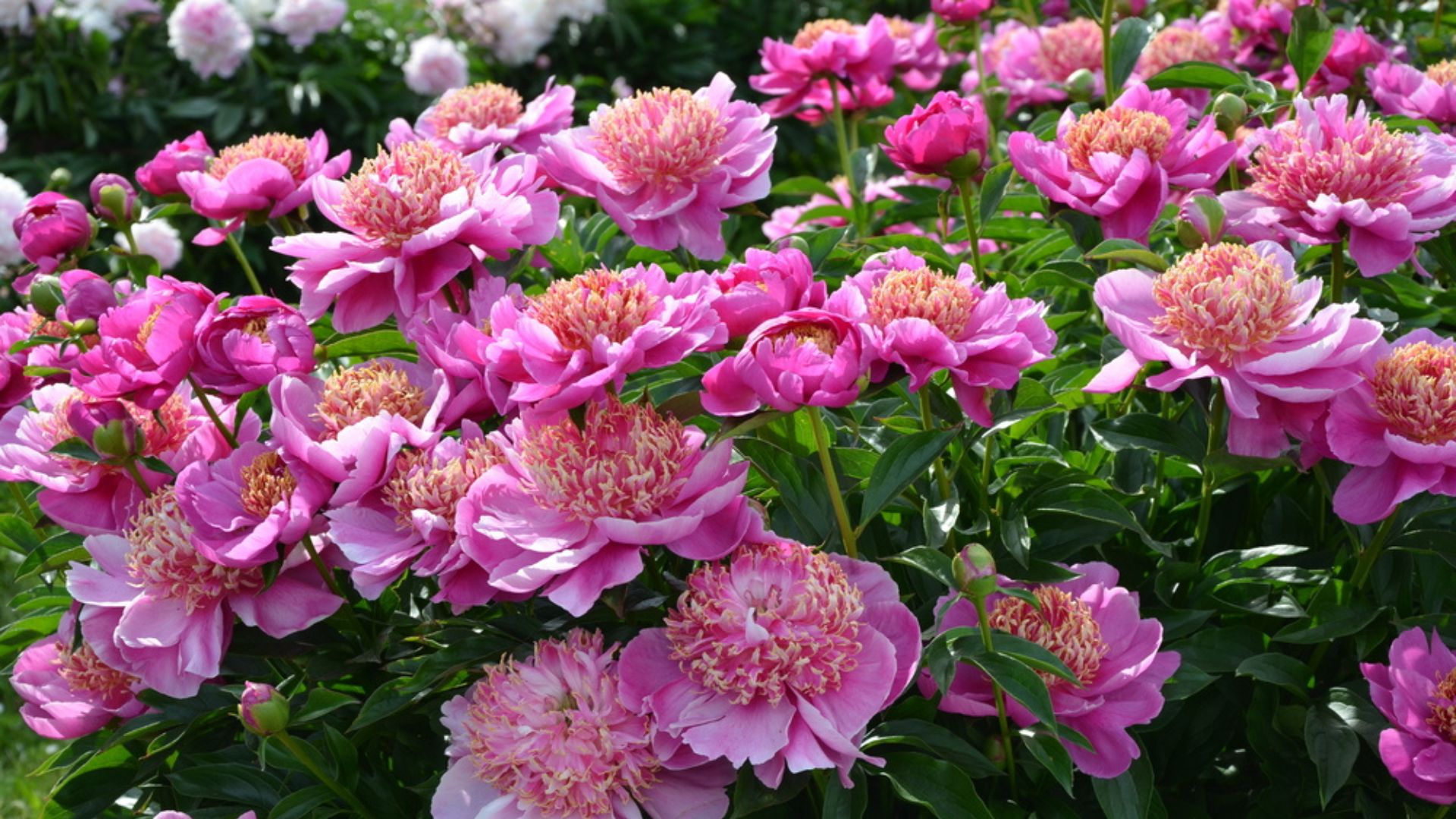 pink peonies