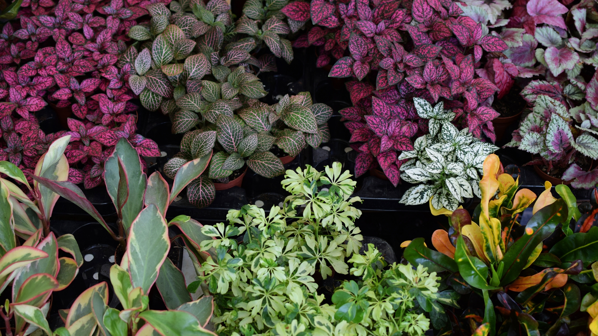 foliage plant display