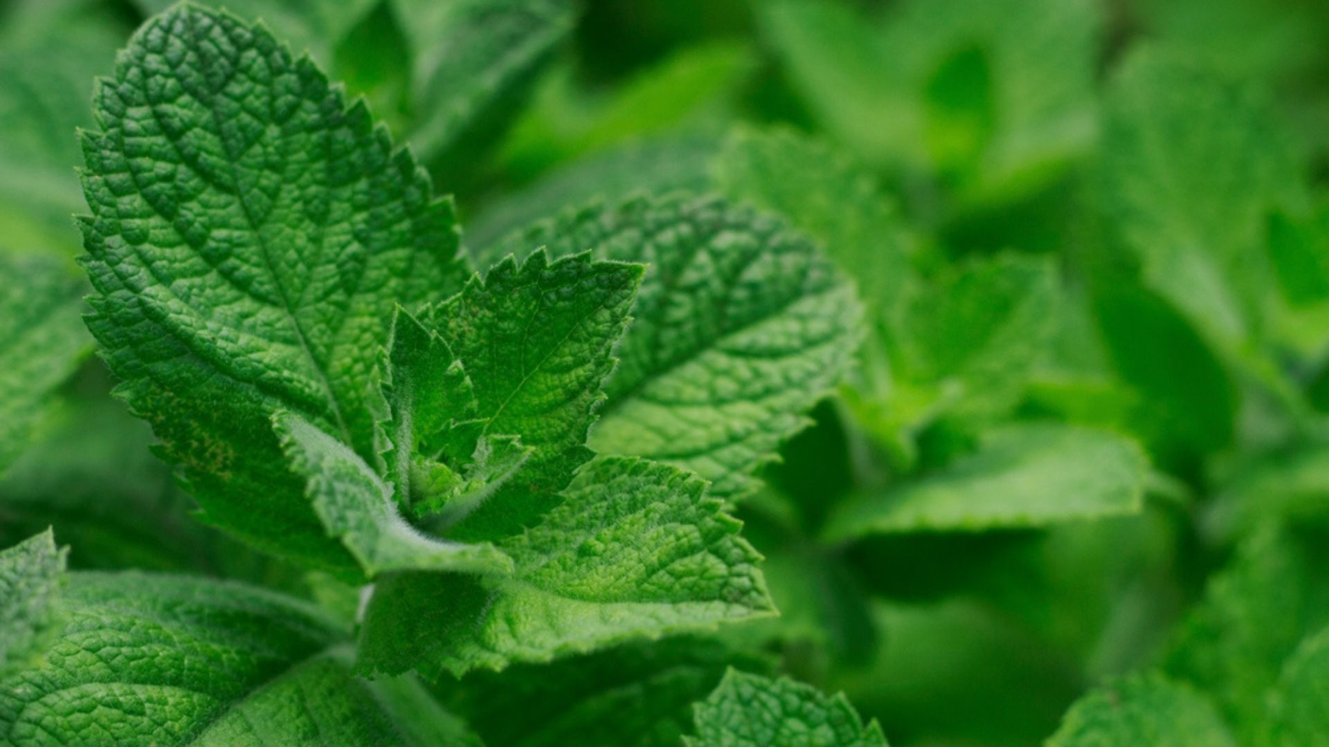 mint plant in shade