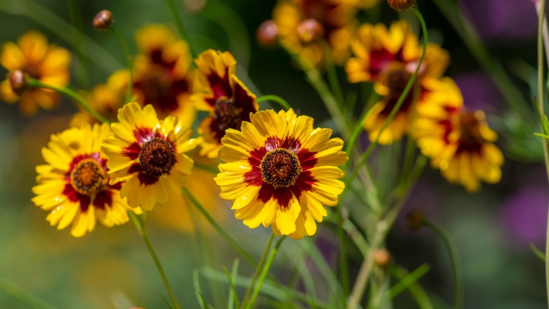 coreopsis flowers in the field