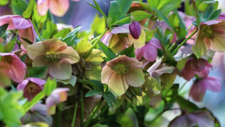 lenten roses