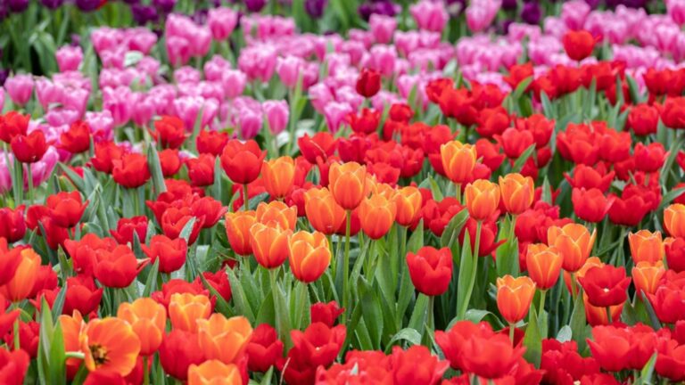 tulips in garden