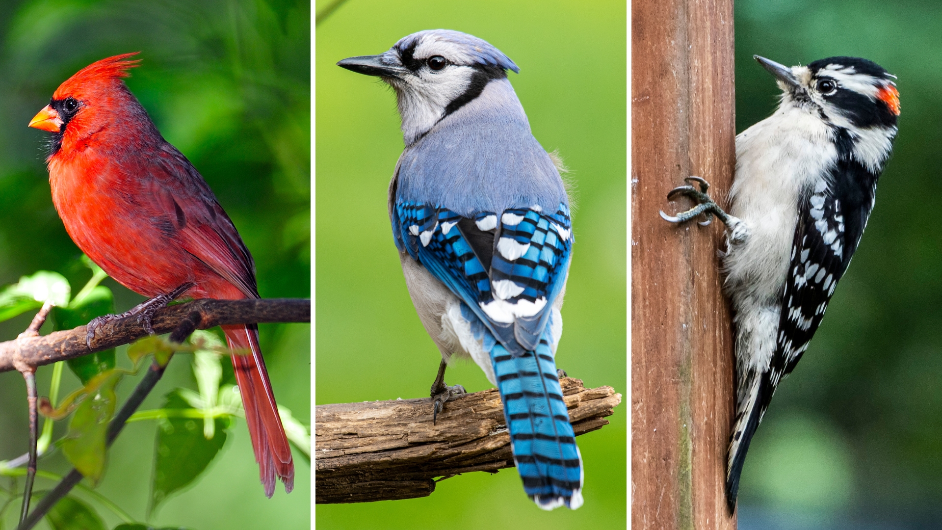 northern cardinal, blue jay, downy woodpecker bird on a branch