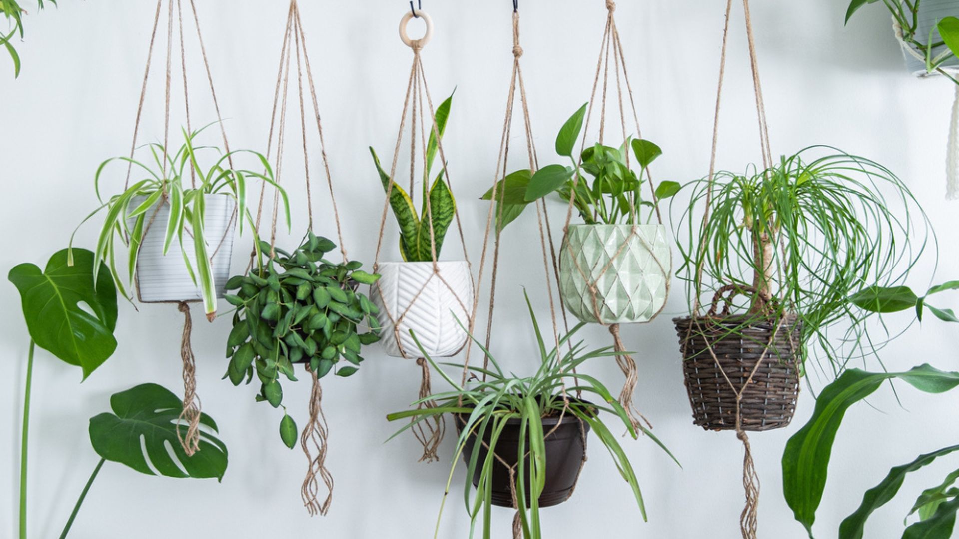 hanging plants