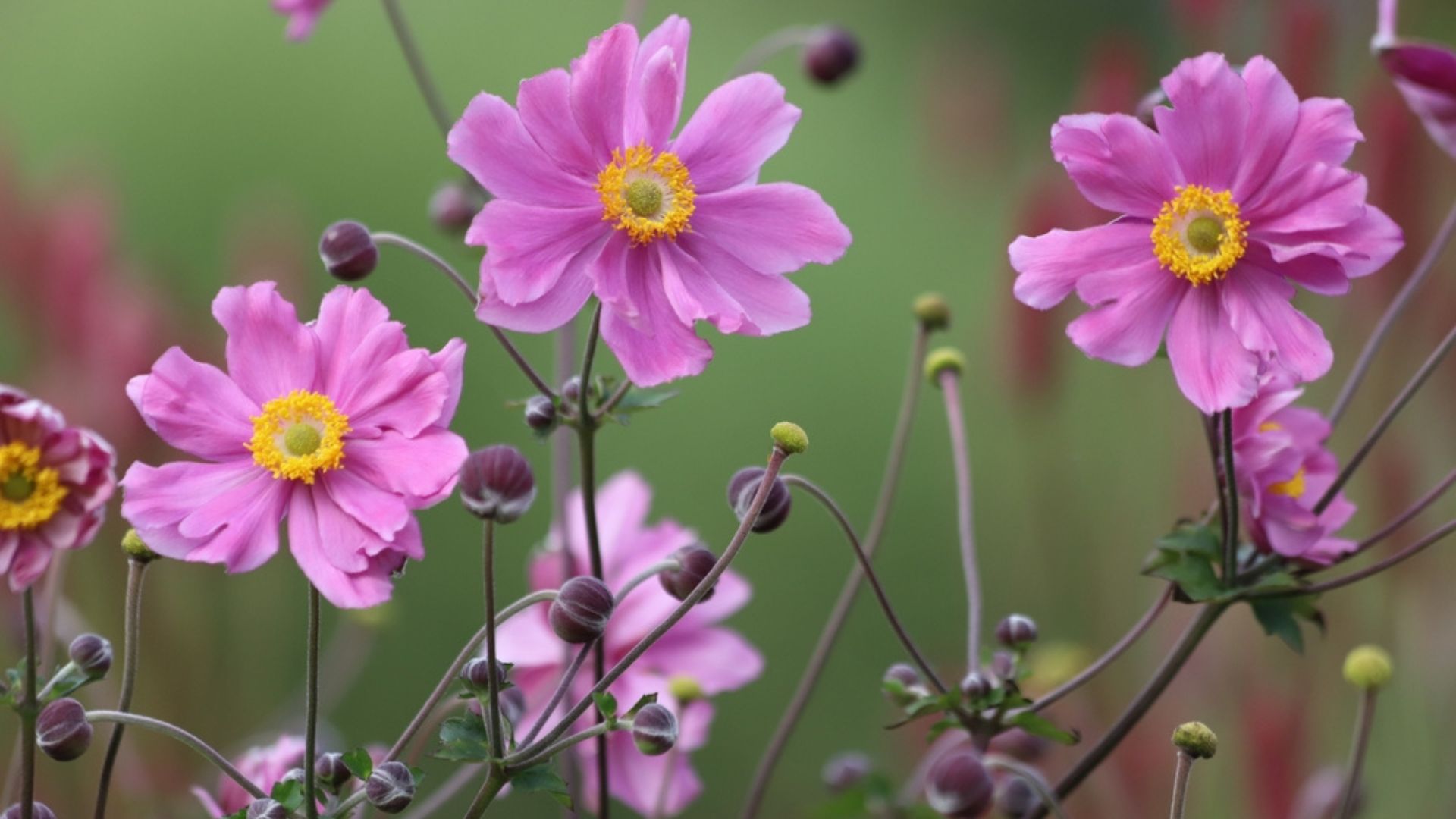 anemone flowers