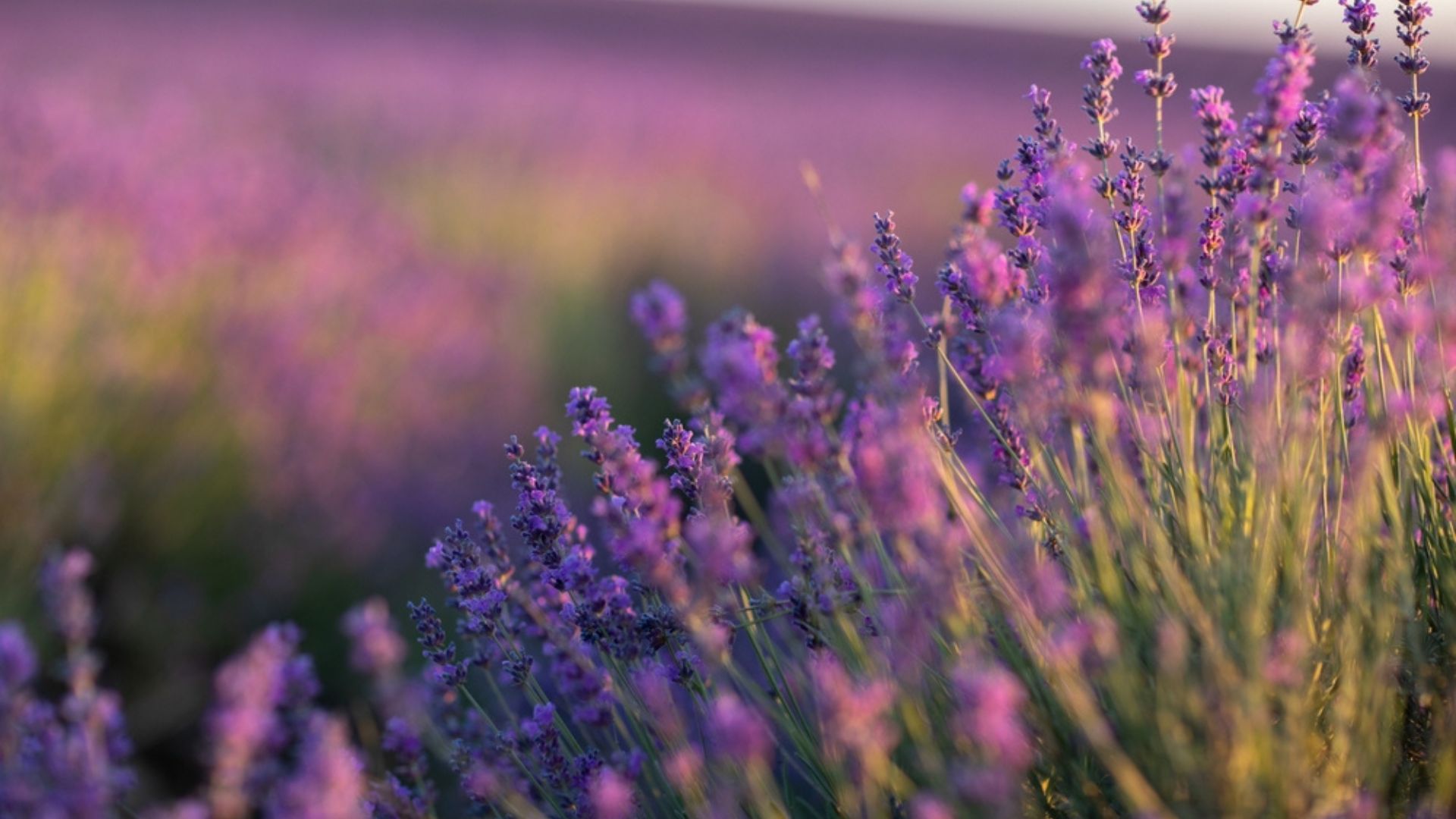 lavender plant