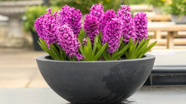 hyacinths in container