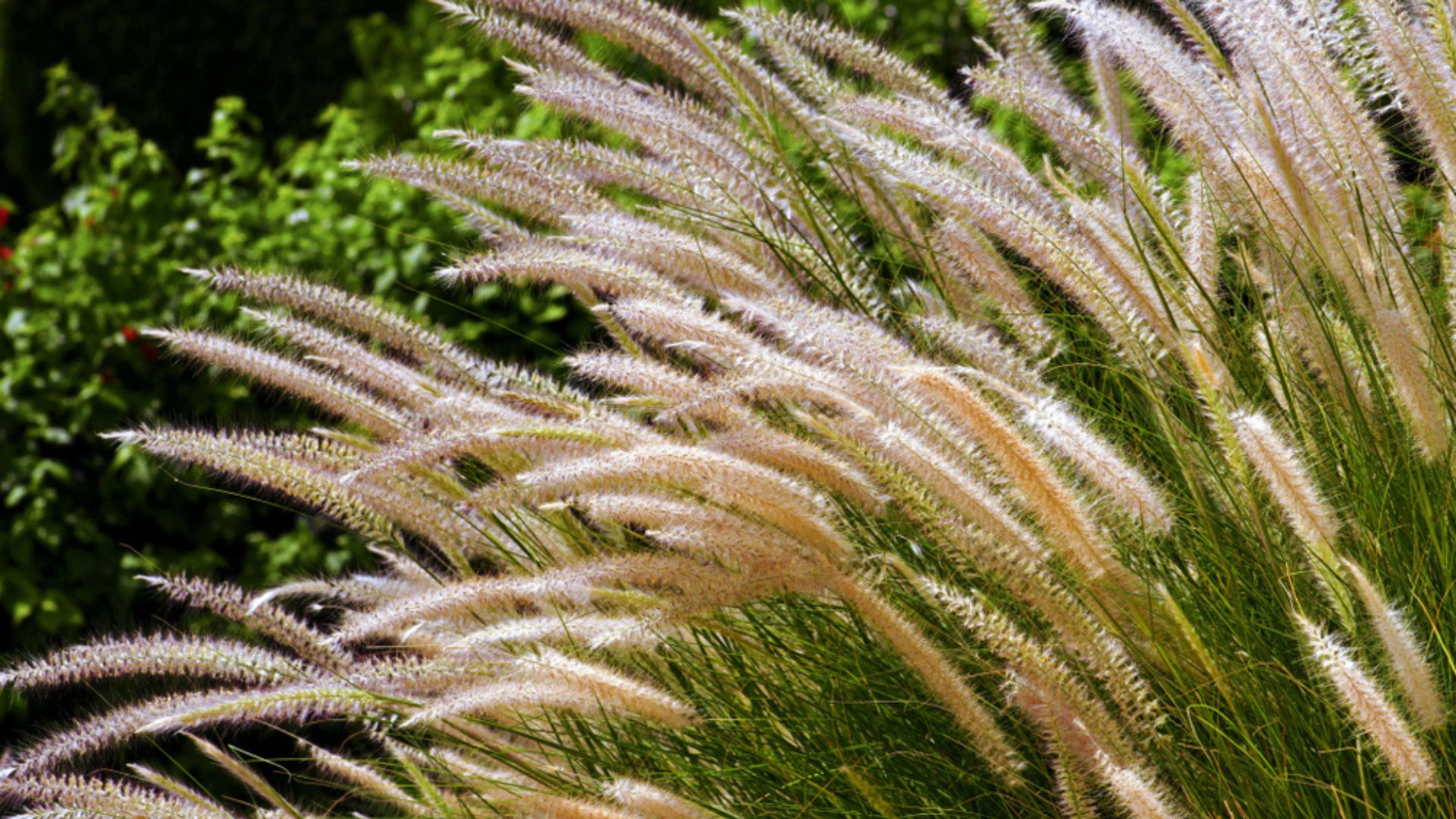 34 Unique Types Of Grass To Plant In Your Yard That Birds Can’t Resist