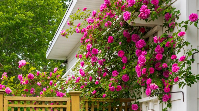 37 Best Flowering Vines To Add Vertical Color