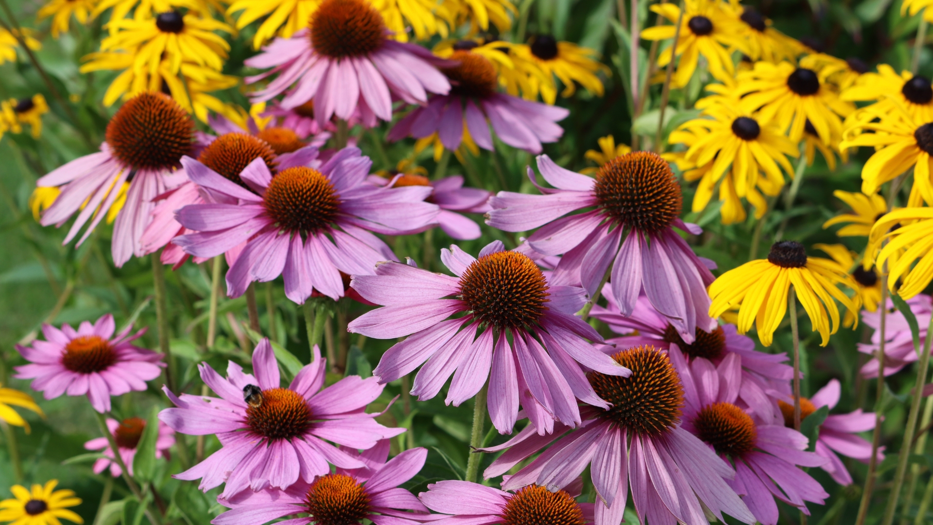 35 Coneflower Varieties That Will Instantly Brighten Your Garden