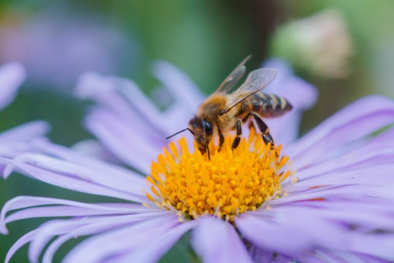 aster flower with bee