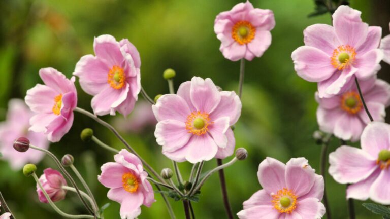 anemone flowers