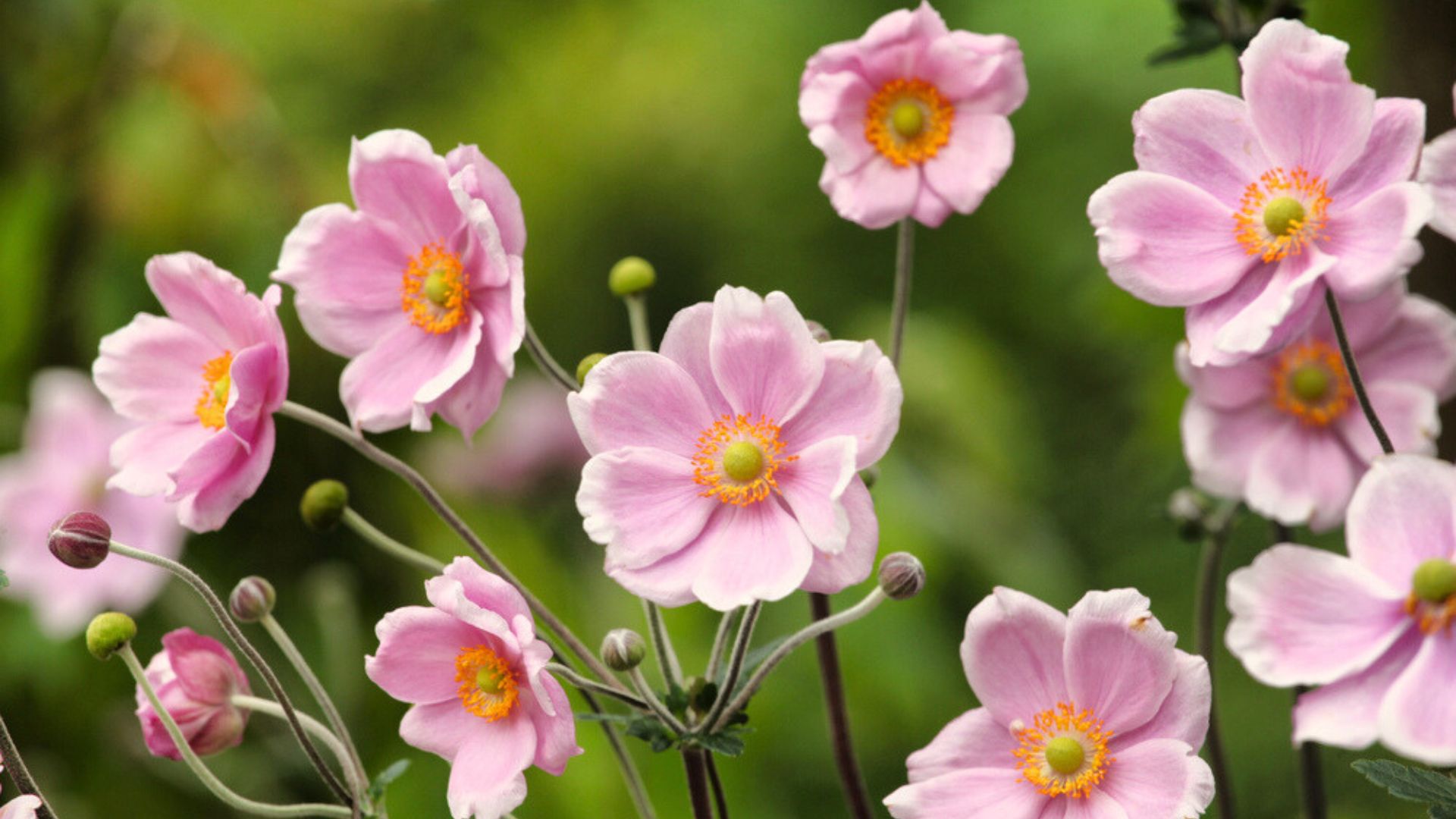 36 Gorgeous Flowers That Mean Hope