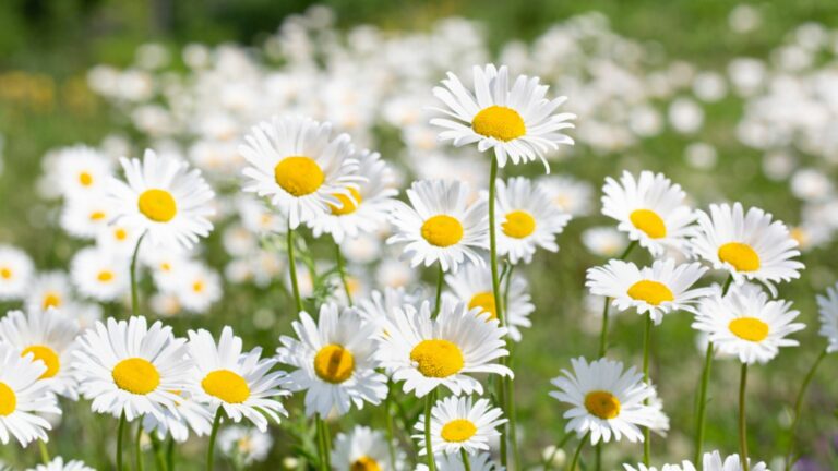 chamomile flowers