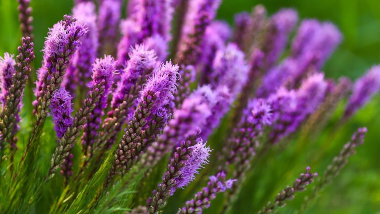 blazing star flower group