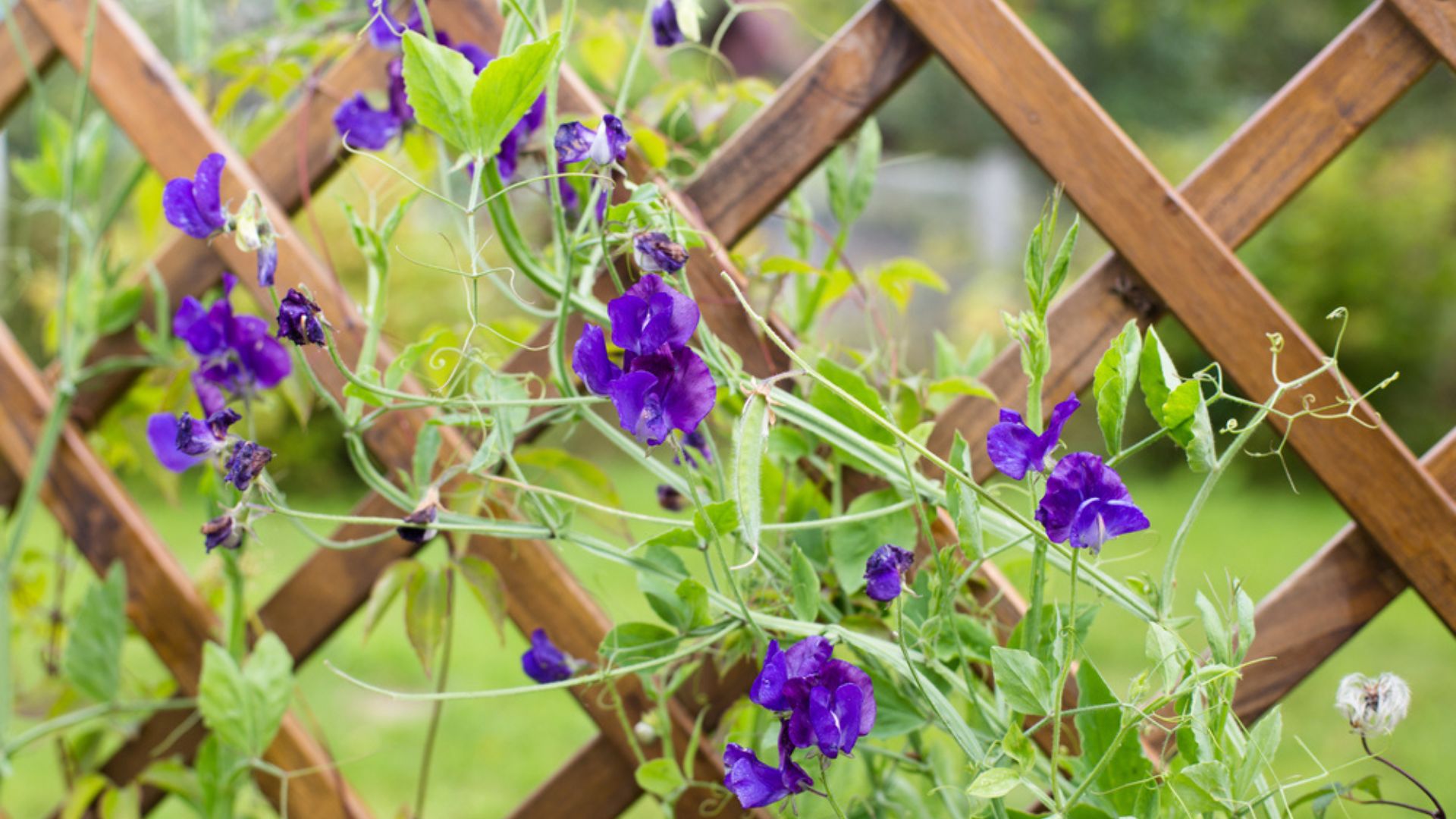 garden trellis with flowers