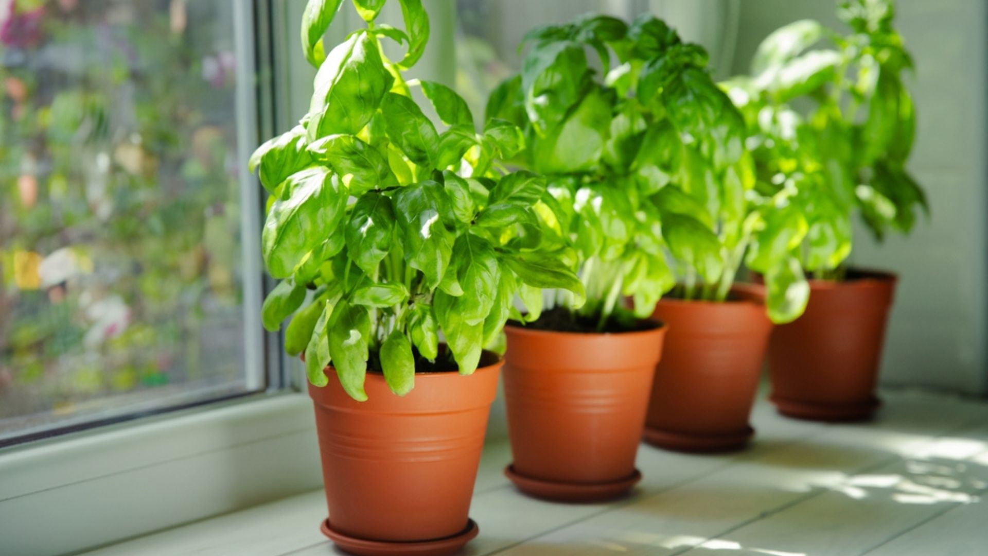 36 Vegetables You Can Easily Grow On A Windowsill – How To Create An Indoor Kitchen Garden, No Outdoor Space Needed