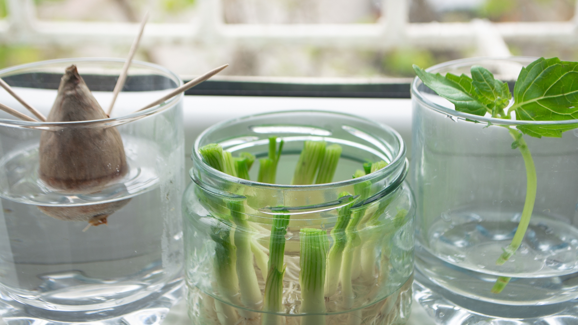 Growing green onions scallions from scraps by propagating in water in a jar on a window sill, basil rooting in water and avocado growing from seed with toothpicks for support