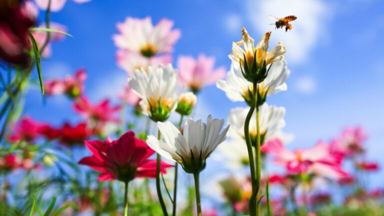 cosmos flowers in garden