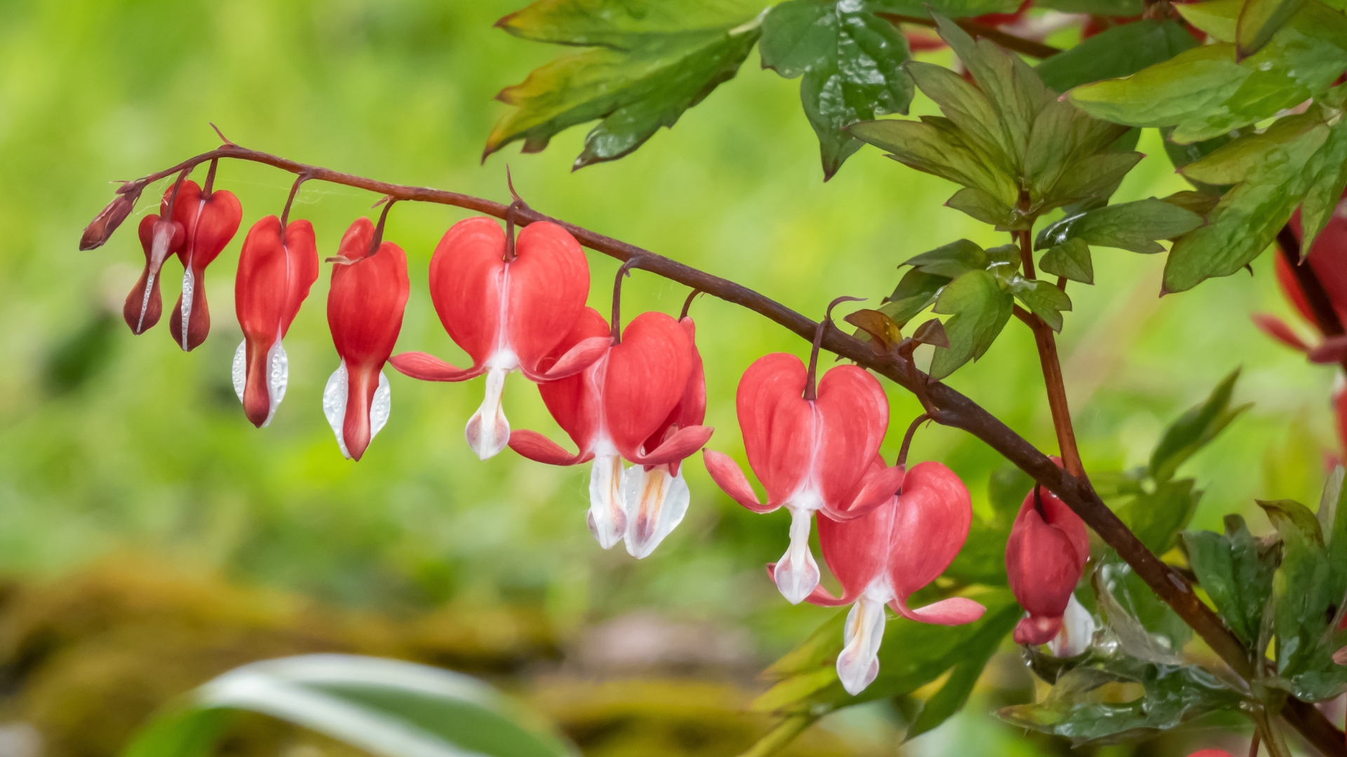 Bleeding heart (Dicentra spectabilis) 'Valentine' flowering with puffy, dangling, bright red heart-shaped flowers with a white tip in early summer