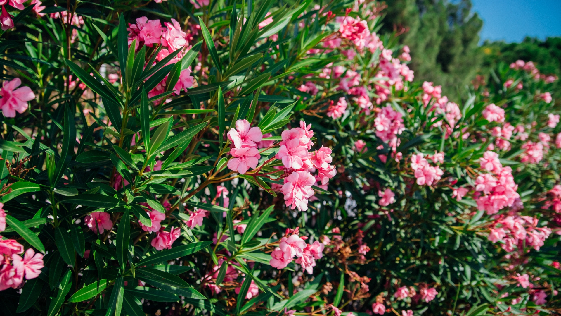 Delicate flowers of pink oleander, Nerium oleander, bloomed in summer.