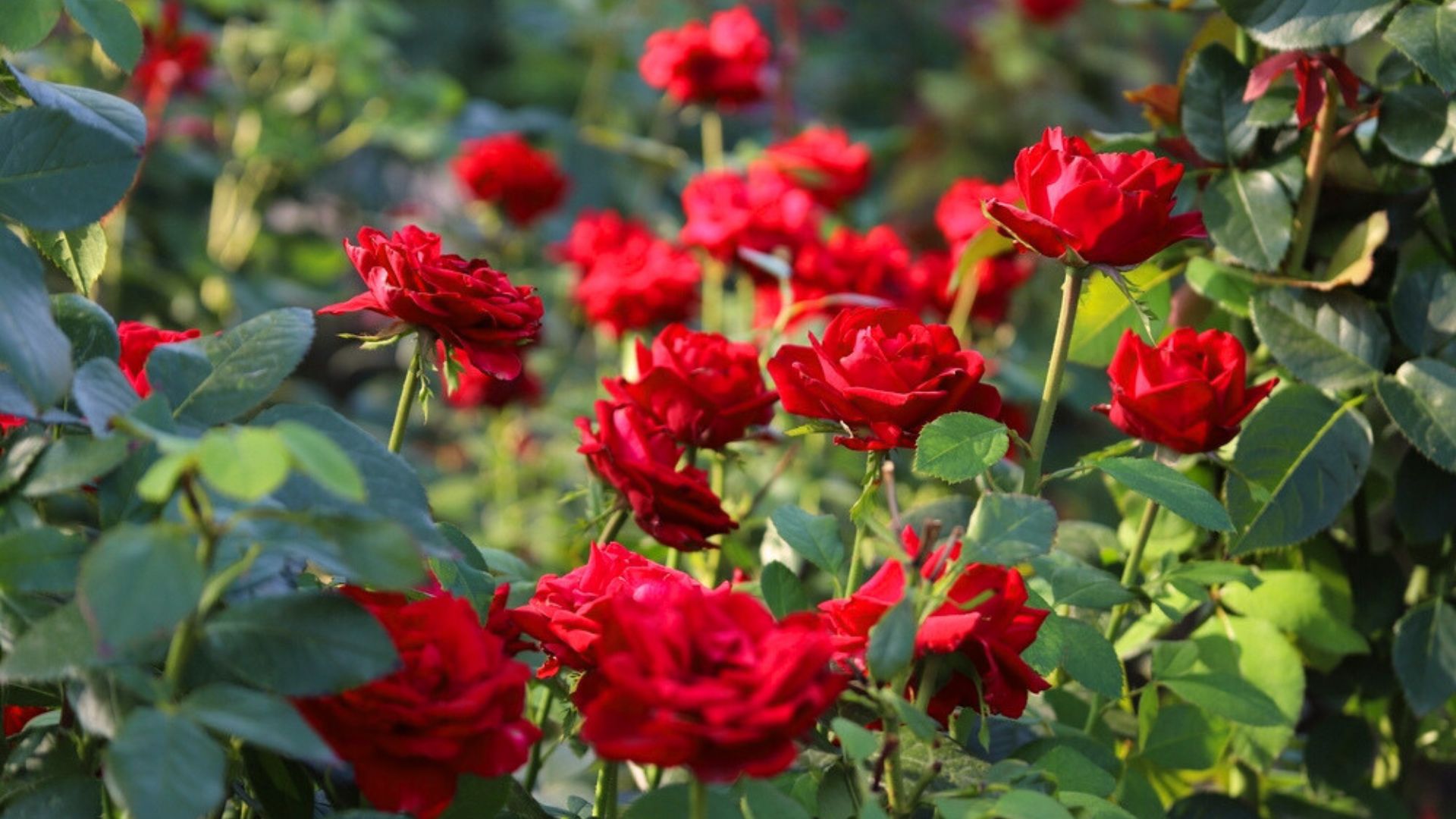 red rose bush