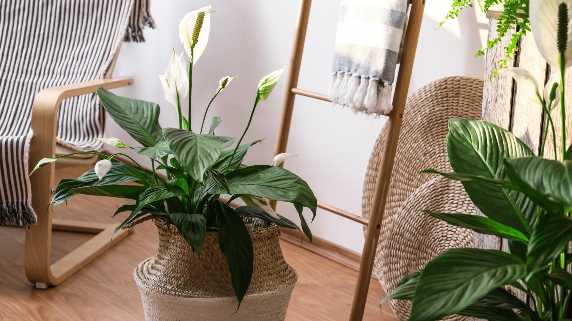 Beautiful potted plants in stylish room interior.