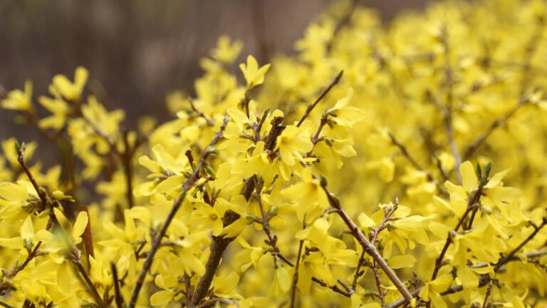 forsythia