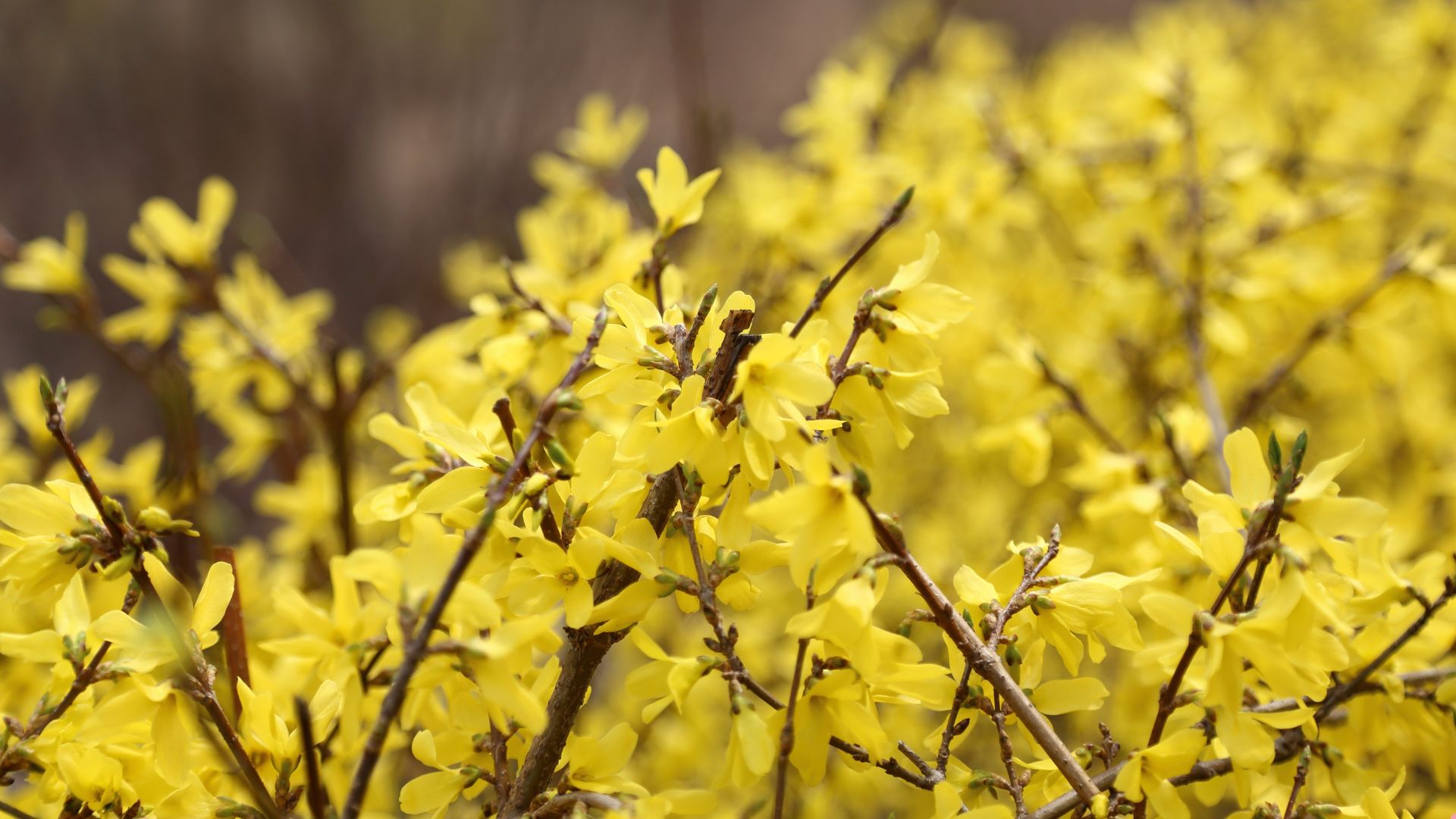 5 Common Mistakes To Avoid With Your Early-Blooming Forsythia