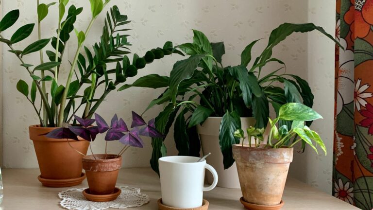 tips for choosing the right low maintenance houseplant as a beginner