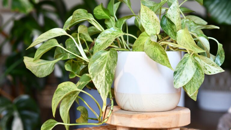 Potted pothos
