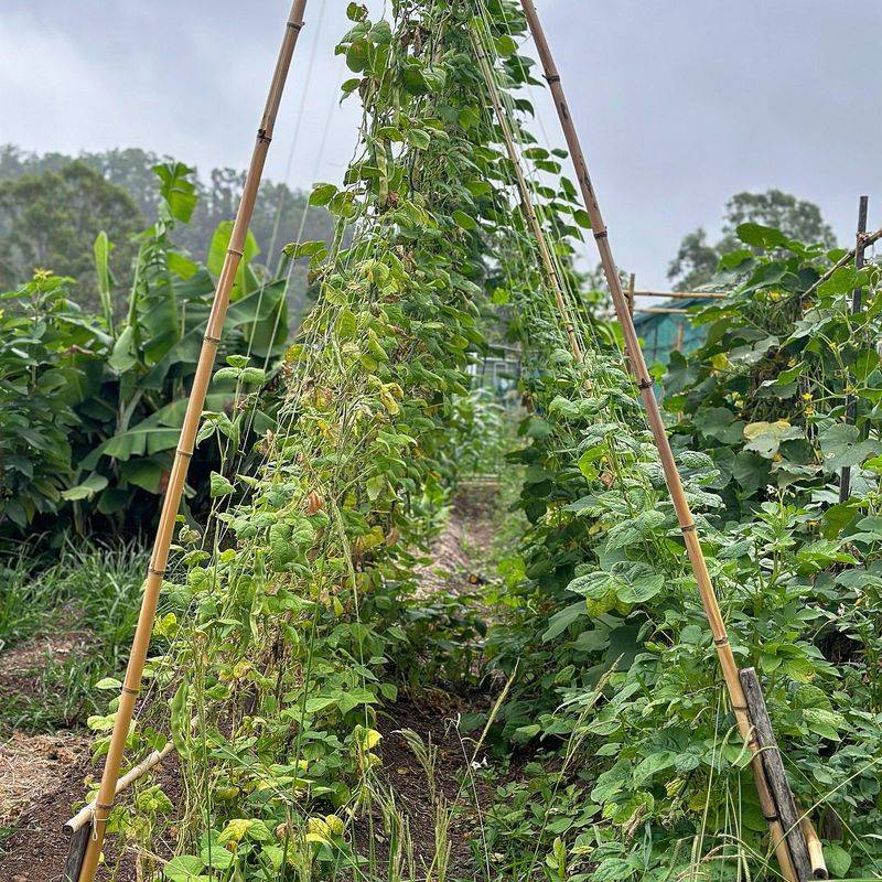 A-Frame Trellis