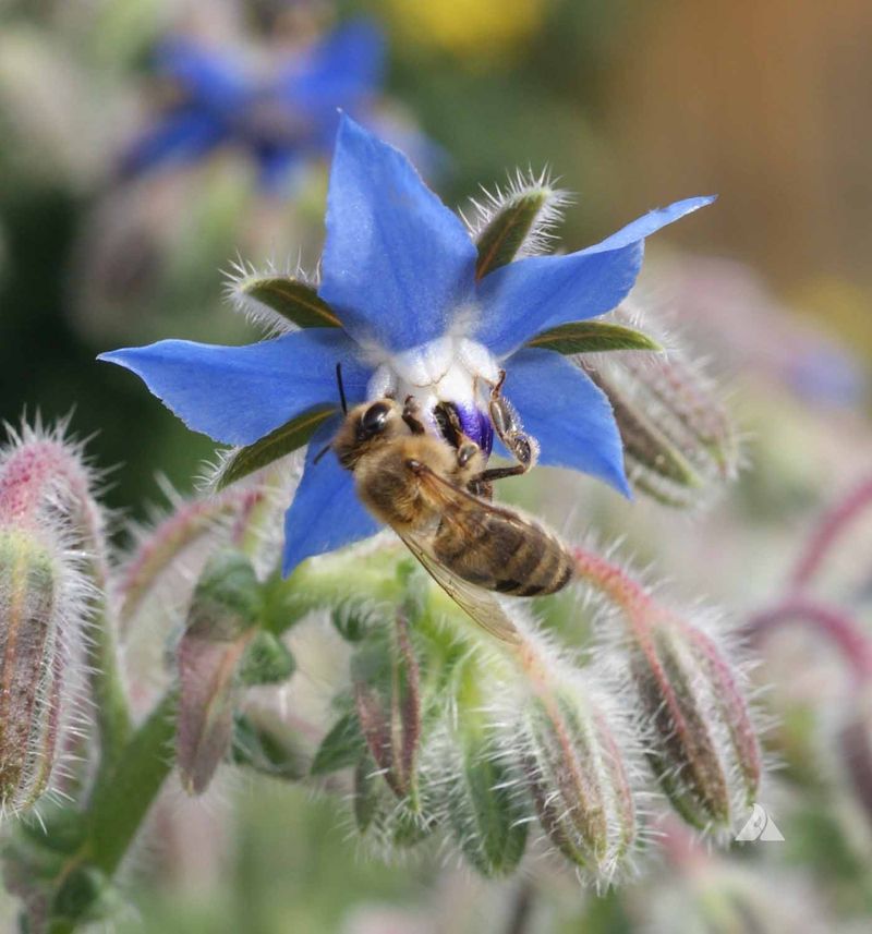 A Pollinator's Paradise