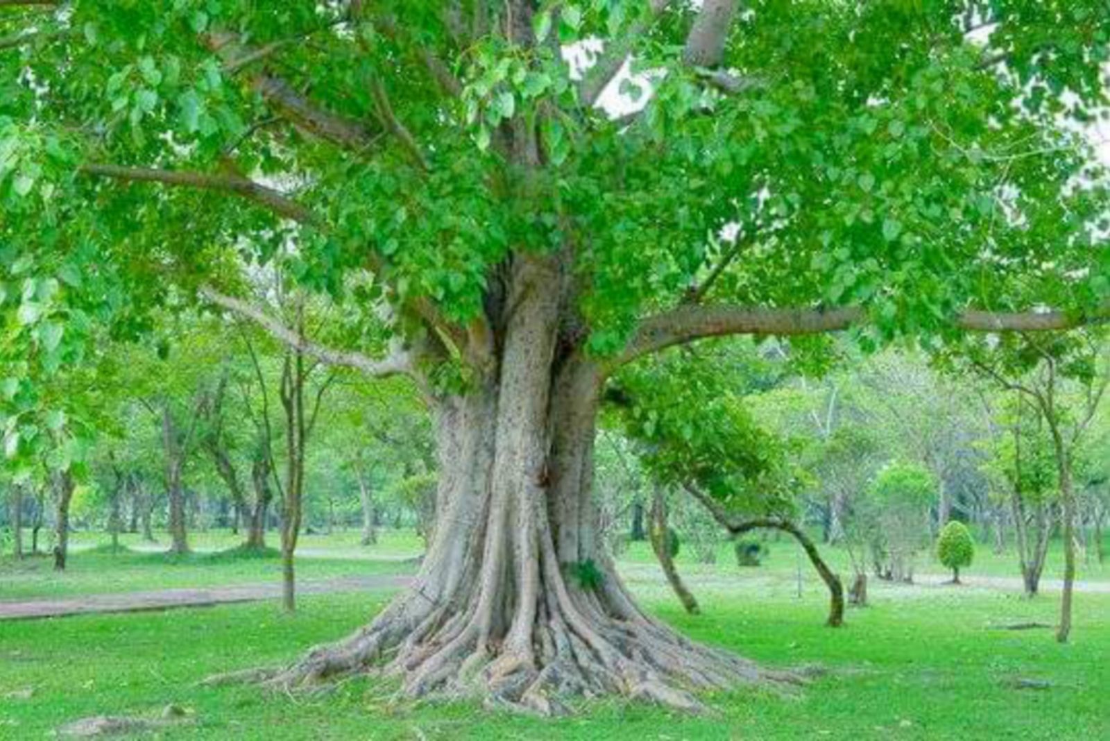 A big tree roots natural outdoor plant