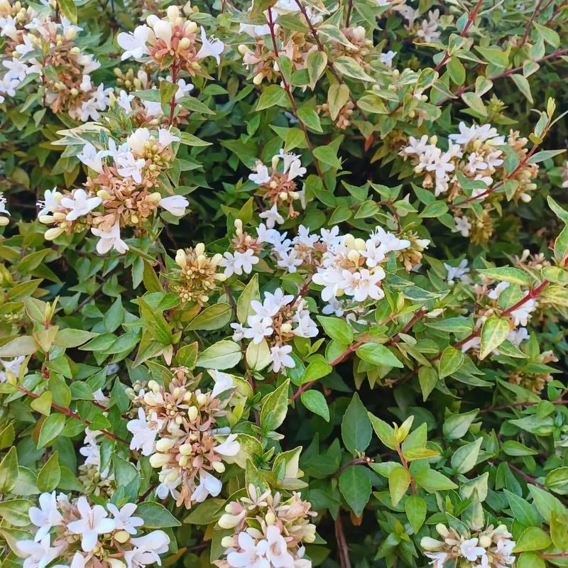 Abelia × grandiflora