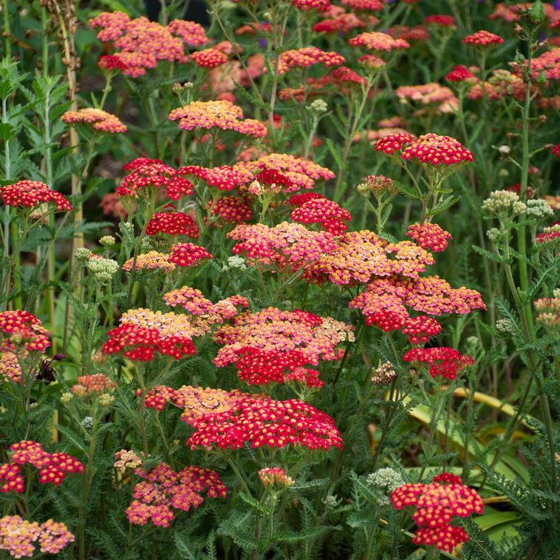 Achillea