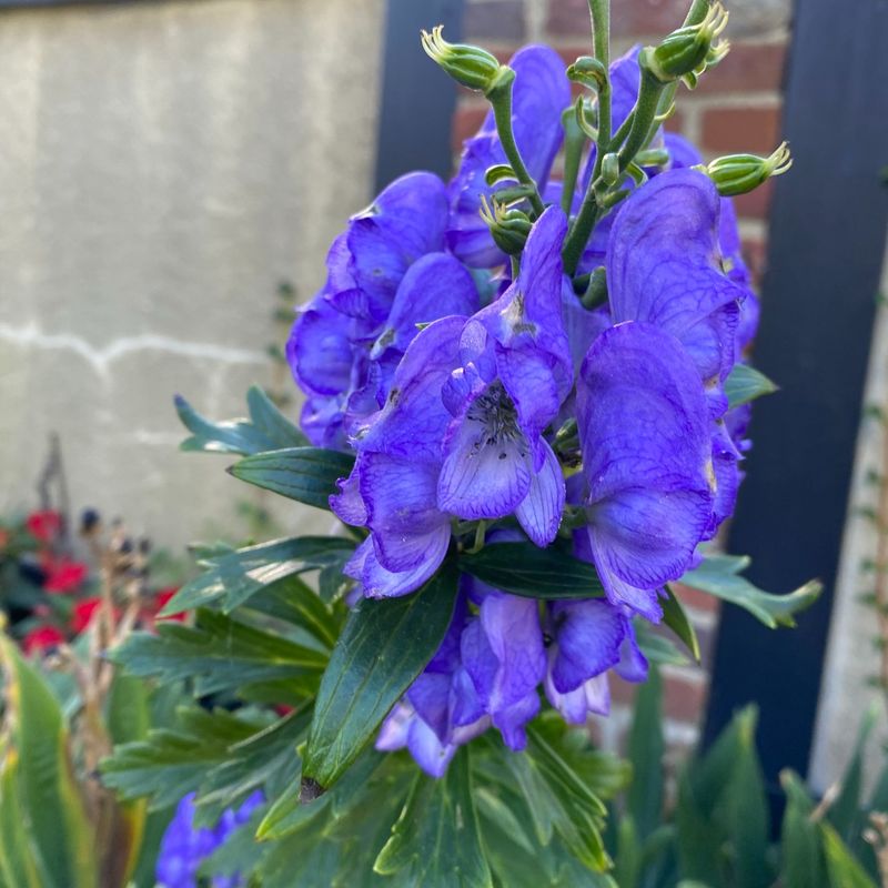 Aconitum