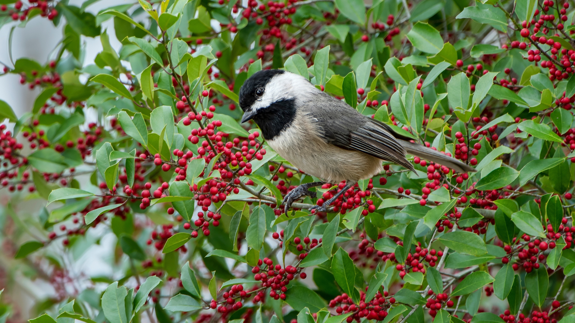 Carolina Chickadee Perched in American Holly Tree in Late November in Louisiana