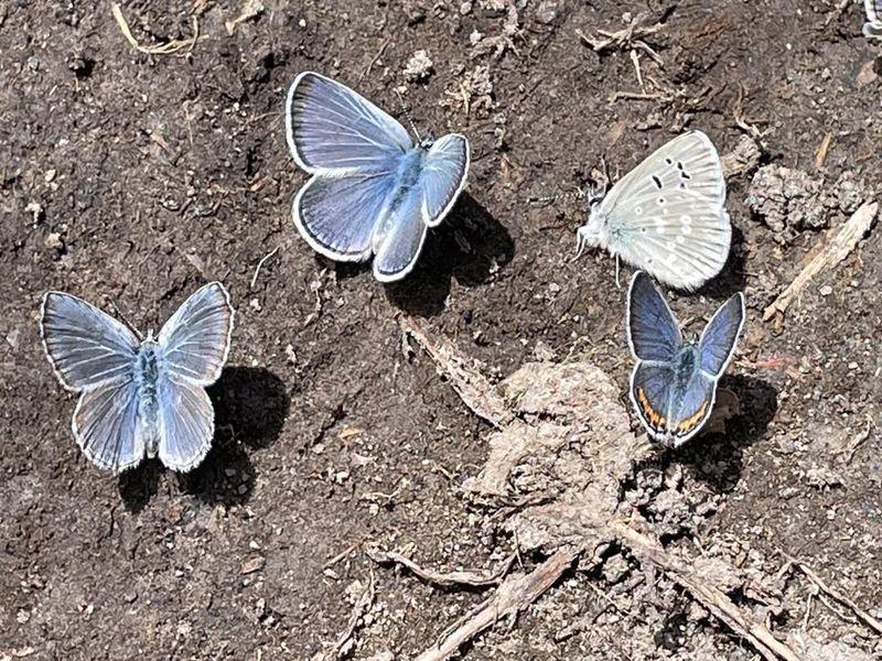 Adonis Blue Butterfly