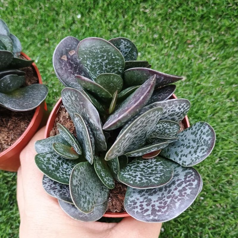 Adromischus maculatus