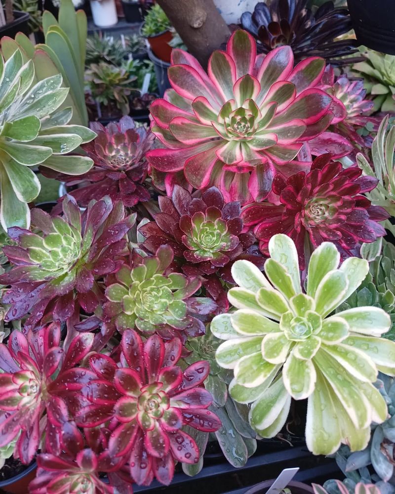 Aeonium