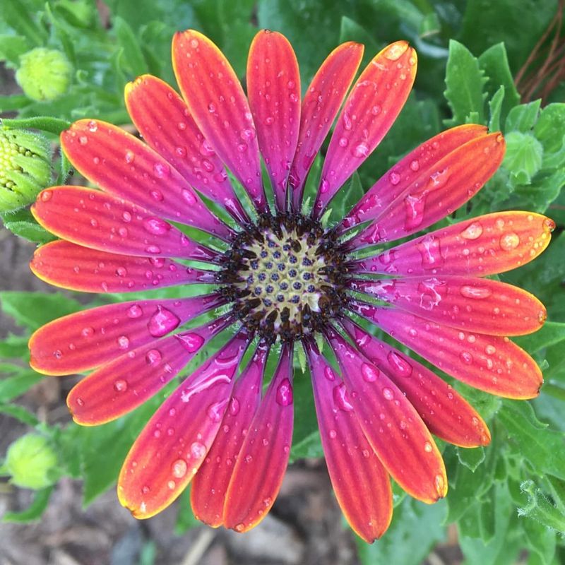 African Daisy