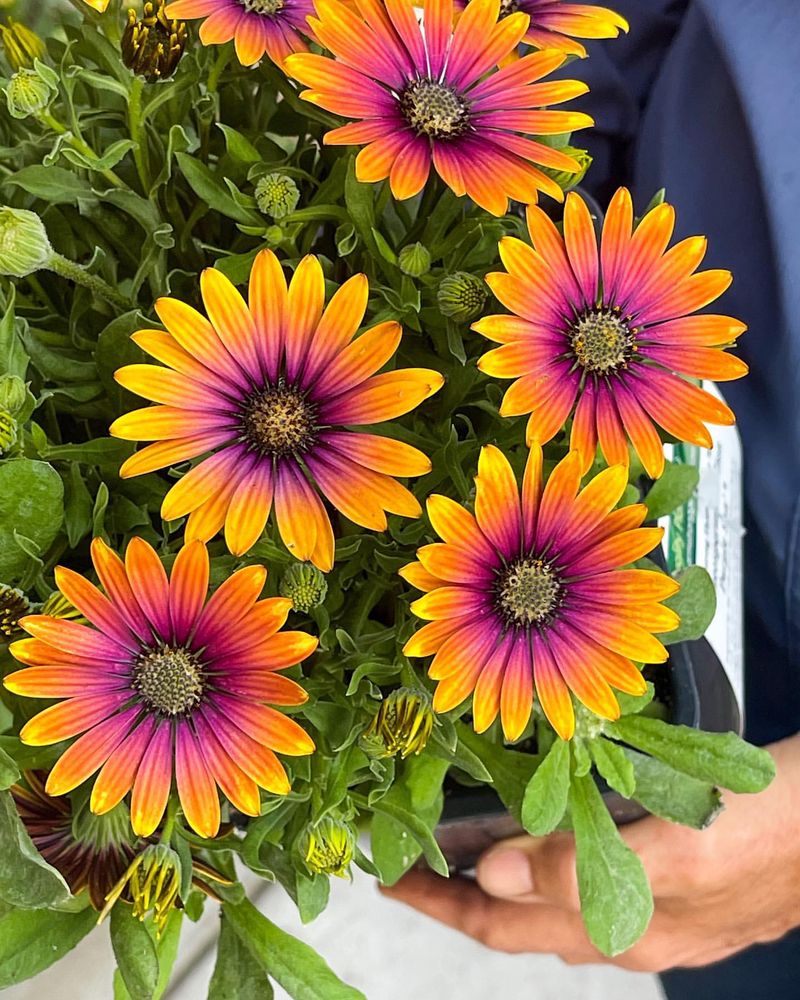 African Daisy