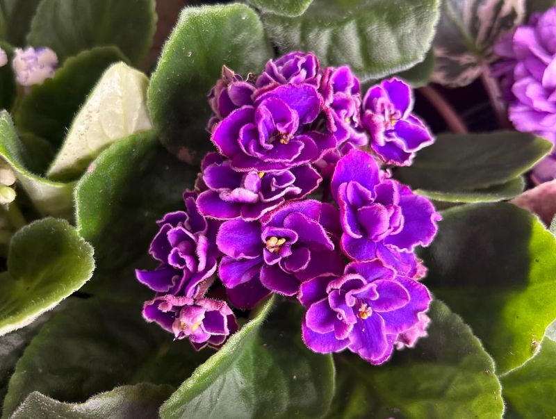 African Violet