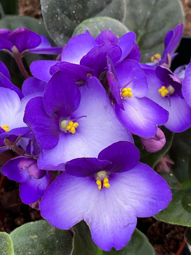 African Violet